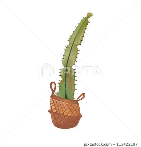 Cactus in a wicker basket. Plants for the home. Floriculture. Interior decoration. Isolated watercolor illustration on white background. Clipart. 115422197