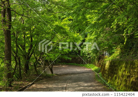 Stroll through the autumn of Mt. Hachiman Stroll through the autumn of Mt. Hachiman 115422404