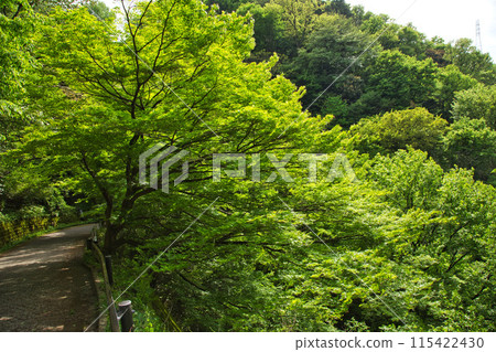 漫步在八幡山的秋天 115422430