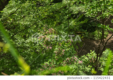 Stroll through the autumn of Mt. Hachiman 115422431