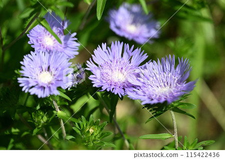 琉璃蟾 琉璃蟾 115422436