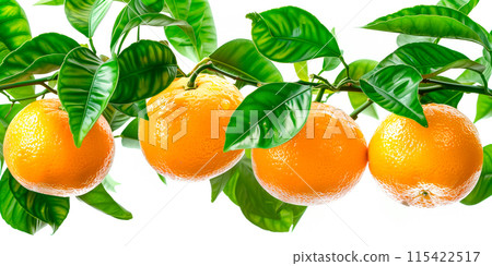 Close-up of ripe Grapefruit on a tree branch. Vibrant citrus fruits and green leaves convey freshness and healthy living 115422517