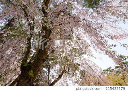 Under the weeping cherry blossoms in full bloom 115422579