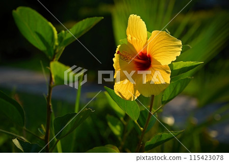 Yellow flower. Beautiful flowering hibiscus. (Hibiscus sabdariffa, Hibiscus esculentus) 115423078