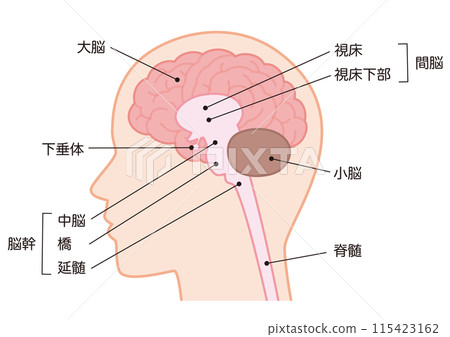 大腦結構 115423162