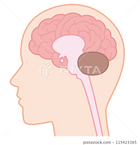 腦和脊髓 115423165