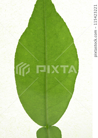 柚子的嫩葉和葉脈 115423221