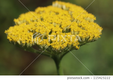 春天花園裡盛開的西洋蓍草黃色花 115423222