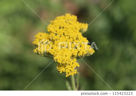 春天花園裡盛開的西洋蓍草黃色花 115423223