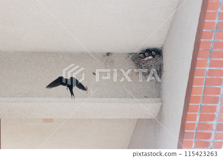 Swallow's nest: Swallow chicks and young swallows that have just left the nest Swallow's nest: Swallow chicks and young swallows that have just left the nest 115423263