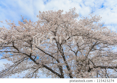 Cherry blossoms in full bloom shining in the blue sky 115423274