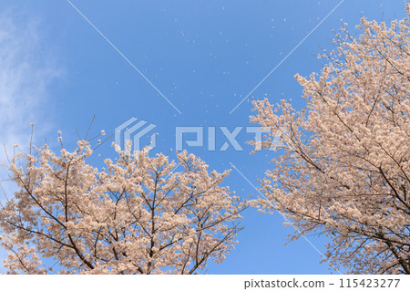 Two cherry blossoms and cherry blossom snow falling against the blue sky 115423277