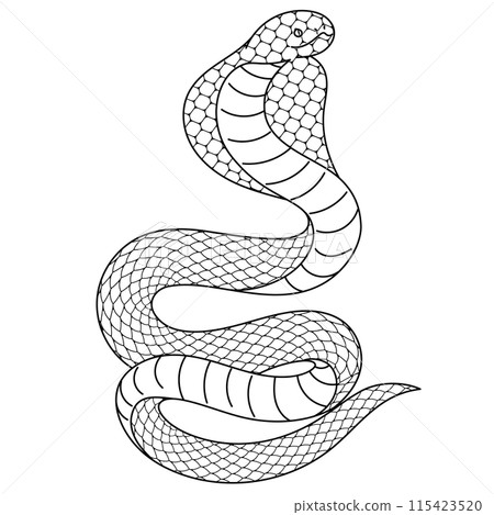 眼鏡蛇線描插畫素材 眼鏡蛇線描插畫素材 115423520