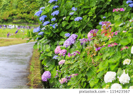 二見菖蒲羅馬森林菖蒲花園盛開 115423567