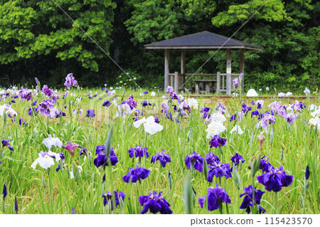 二見菖蒲羅馬森林菖蒲花園盛開 二見菖蒲羅馬森林菖蒲花園盛開 115423570