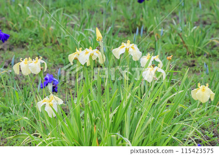 Futami Iris Romantic Forest: Iris garden in full bloom Futami Iris Romantic Forest: Iris garden in full bloom 115423575