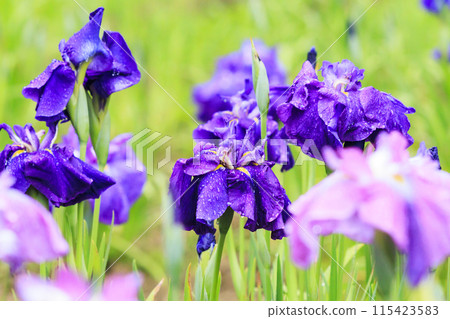 Futami Iris Romantic Forest: Iris garden in full bloom 115423583