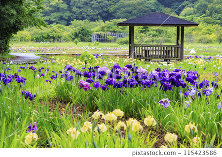 二見菖蒲羅馬森林菖蒲花園盛開 115423586