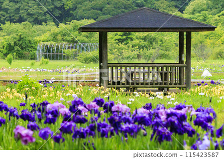 二見菖蒲羅馬森林菖蒲花園盛開 二見菖蒲羅馬森林菖蒲花園盛開 115423587