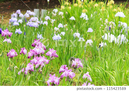 二見菖蒲羅馬森林菖蒲花園盛開 115423589