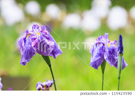 二見菖蒲羅馬森林菖蒲花園盛開 二見菖蒲羅馬森林菖蒲花園盛開 115423590