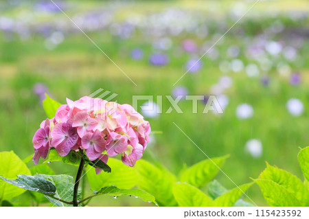 Futami Iris Romantic Forest: Iris garden in full bloom Futami Iris Romantic Forest: Iris garden in full bloom 115423592