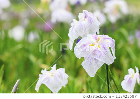 二見菖蒲羅馬森林菖蒲花園盛開 二見菖蒲羅馬森林菖蒲花園盛開 115423597