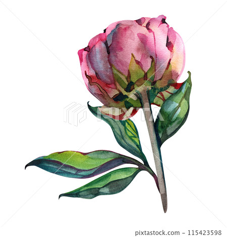 Watercolor illustration of pink peony. Botanical flower on an isolated white background. 115423598