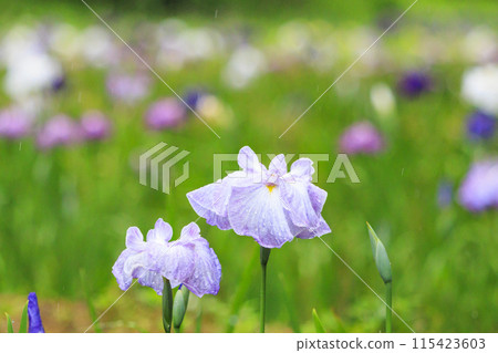 二見菖蒲羅馬森林菖蒲花園盛開 二見菖蒲羅馬森林菖蒲花園盛開 115423603