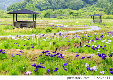二見菖蒲羅馬森林菖蒲花園盛開 二見菖蒲羅馬森林菖蒲花園盛開 115423611