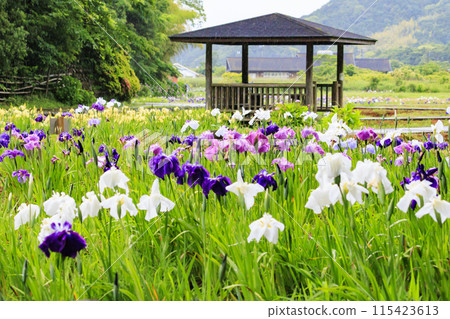 二見菖蒲羅馬森林菖蒲花園盛開 115423613