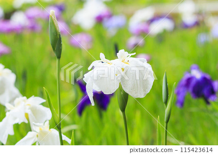 二見菖蒲羅馬森林菖蒲花園盛開 115423614