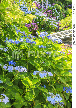 Hydrangea Temple Daijiji Temple Hydrangea Temple Daijiji Temple 115423792
