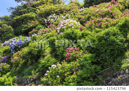 Hydrangea Temple Daijiji Temple 115423796