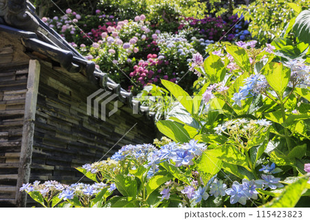 Hydrangea Temple Daijiji Temple 115423823