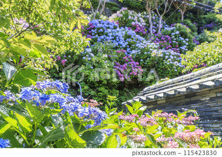 Hydrangea Temple Daijiji Temple Hydrangea Temple Daijiji Temple 115423830