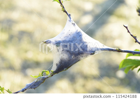 A cocoon in a spider's web. Malacosoma Neustria. Pests of agricultural crops. 115424188