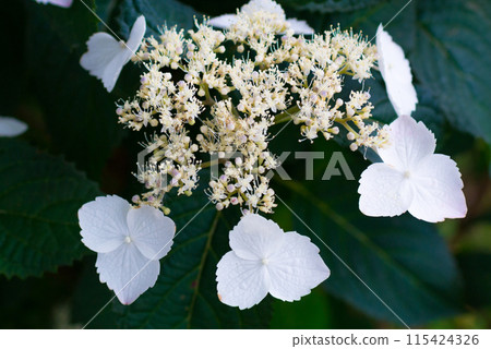 白色額繡球（繡球繡球） 115424326