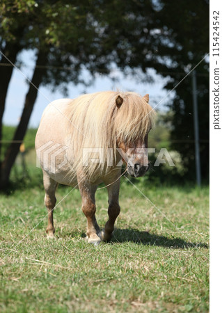 Amazing pony on pasturage Amazing pony on pasturage 115424542