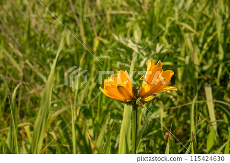 Yellow flowers blooming in the wetland in summer 115424630