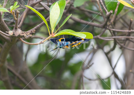 Mating yellow-striped moths: a nuisance moth that is causing an abnormal outbreak and devouring Japanese holly 115424889
