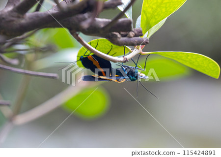 Mating yellow-striped moths: a nuisance moth that is causing an abnormal outbreak and devouring Japanese holly 115424891