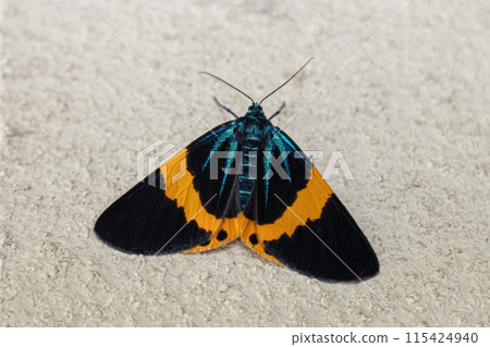 Yellow-striped moth: A nuisance moth that is causing an abnormal outbreak and devouring Japanese holly Yellow-striped moth: A nuisance moth that is causing an abnormal outbreak and devouring Japanese holly 115424940