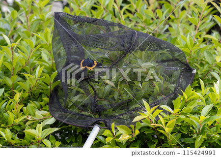 Eradicating the Yellow-striped Geometridae: An unwelcome and nuisance moth that eats away at Japanese holly 115424991