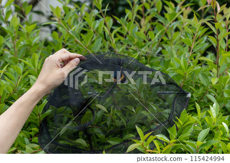 Eradicating the Yellow-striped Geometridae: An unwelcome and nuisance moth that eats away at Japanese holly 115424994