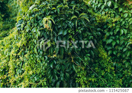 Parthenocissus quinquefolia. Ornamental plant as green textured wall background. Virginia creeper, Victoria creeper, five leaved ivy, woodbine 115425087