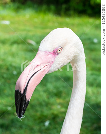 Germany Animals Zoo Flamingo 115425898