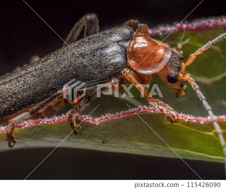 Bombardier beetle sitting on a plant leaf Bombardier beetle sitting on a plant leaf 115426090
