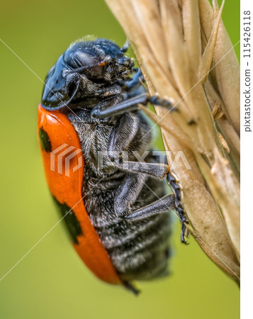 Ant bag beetle on a grass spike Ant bag beetle on a grass spike 115426118
