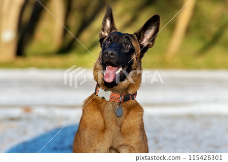 Sly and naughty puppy Malinois 115426301